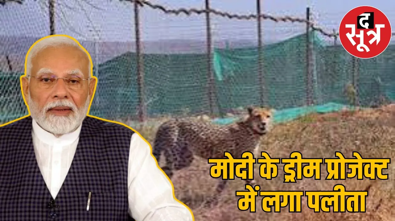 kuno sanctuary cheetah health issues