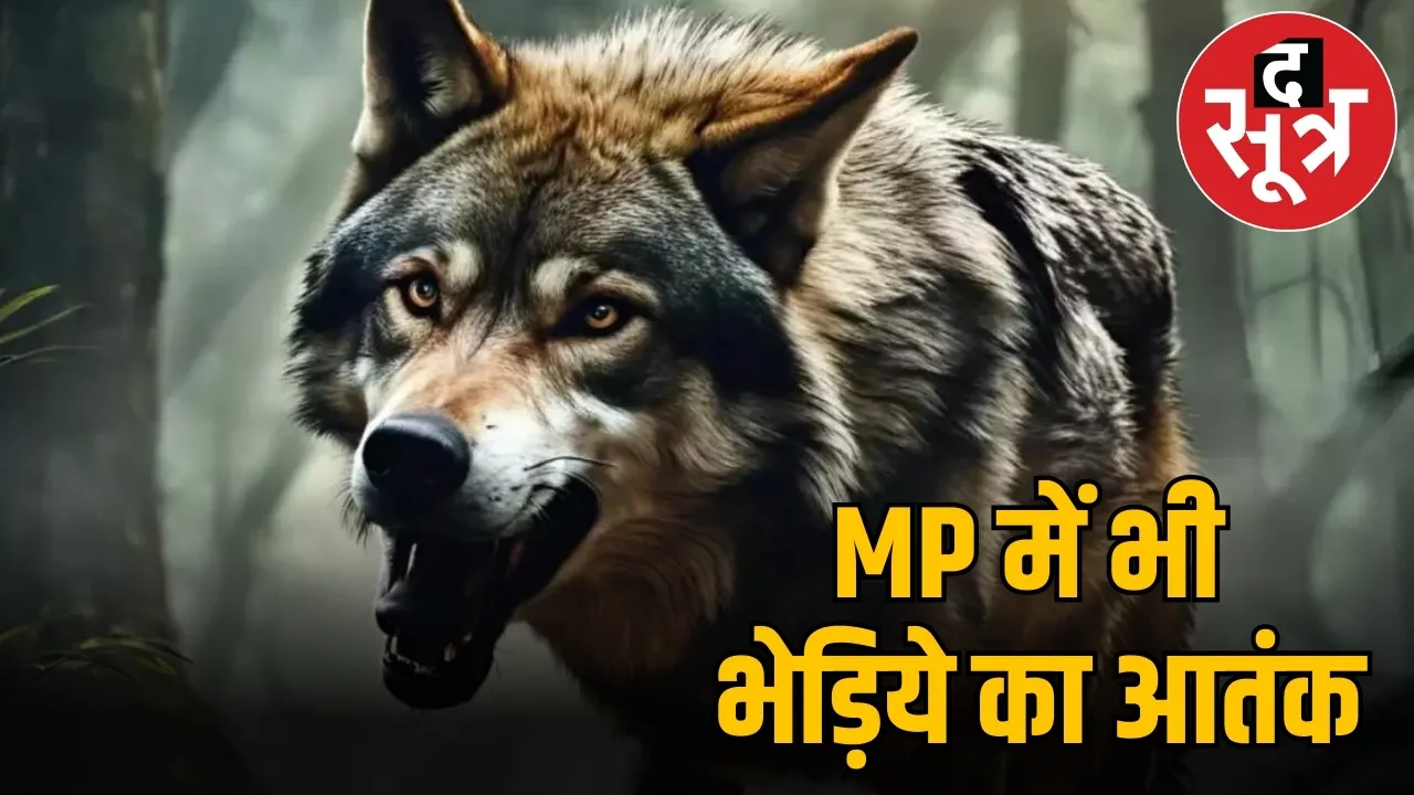 MP में भी भेड़िये का आतंक