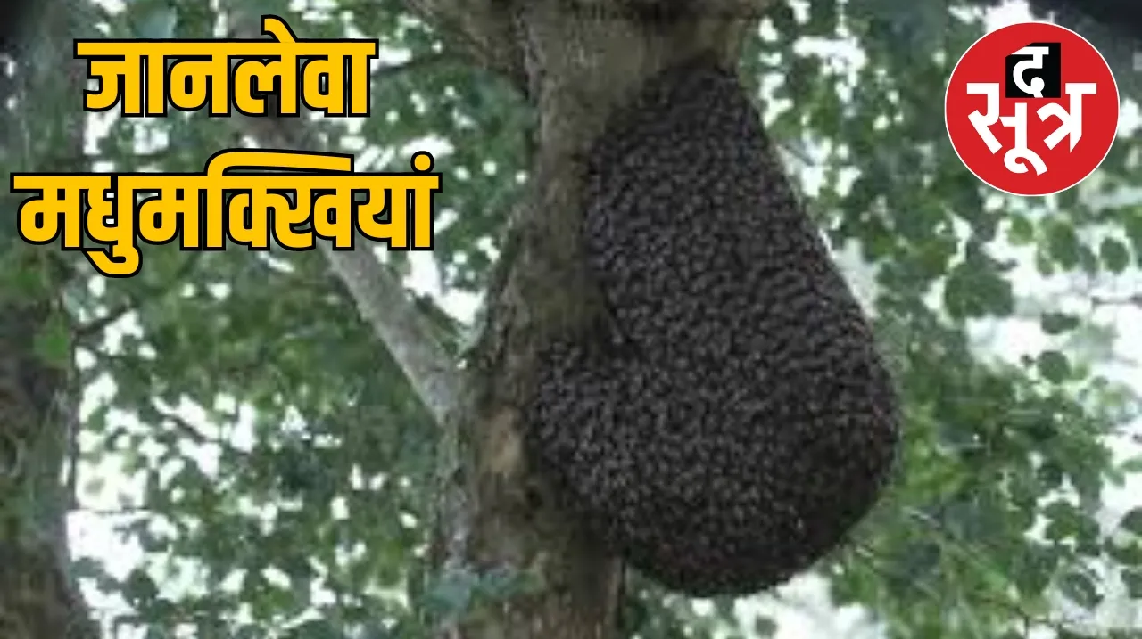 Bees attacked द सूत्र