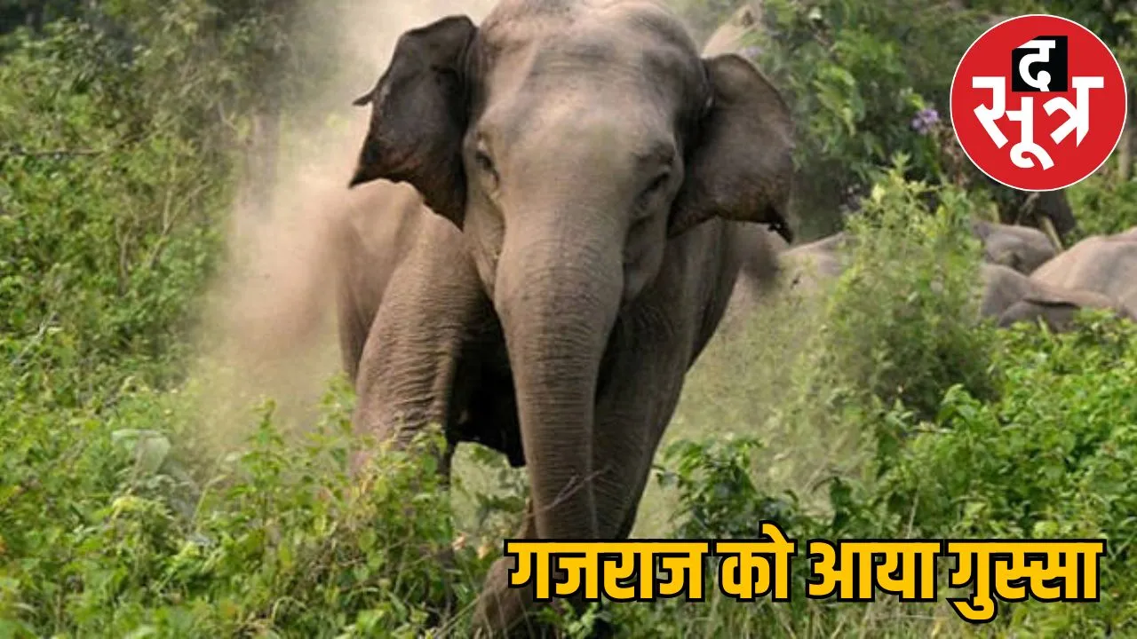 elephant killed woman thrashing her in korba