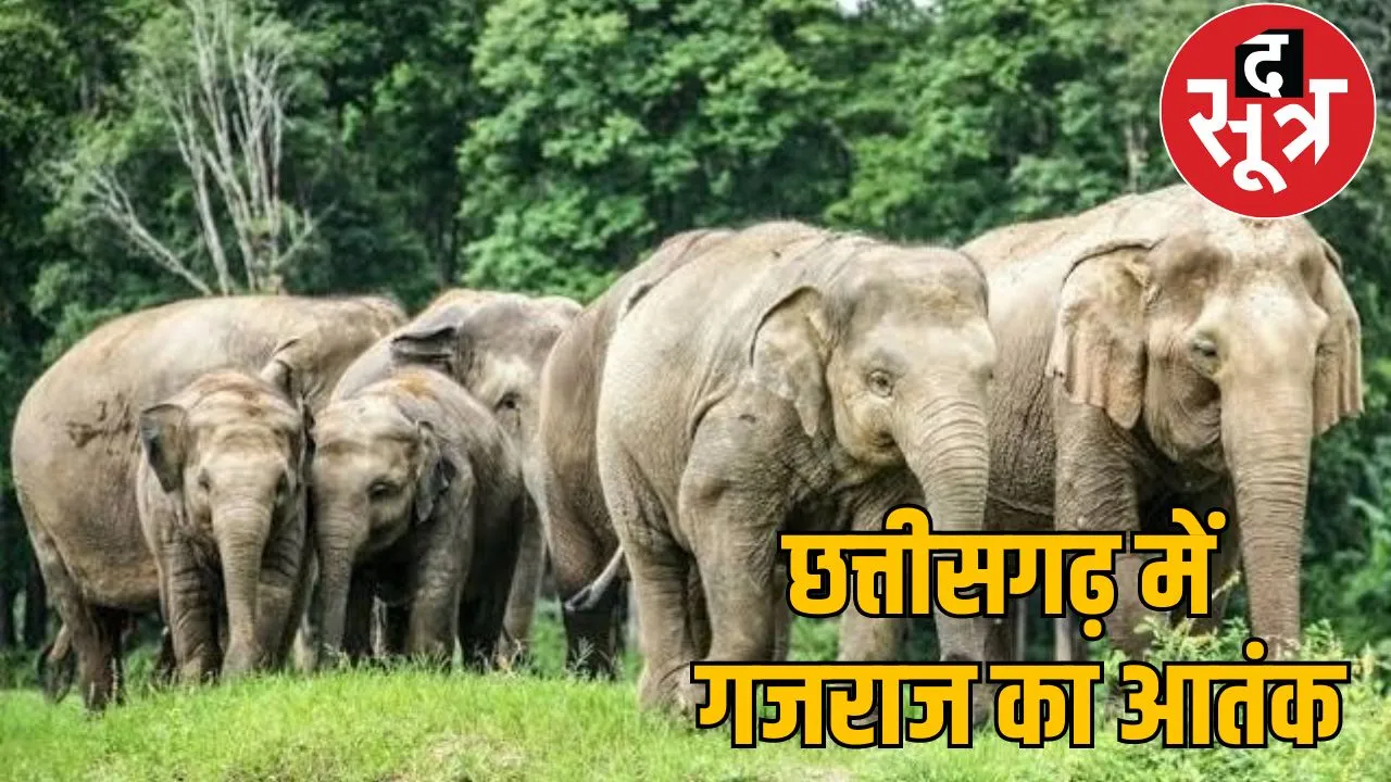 Elephants trampled old man death sarguja