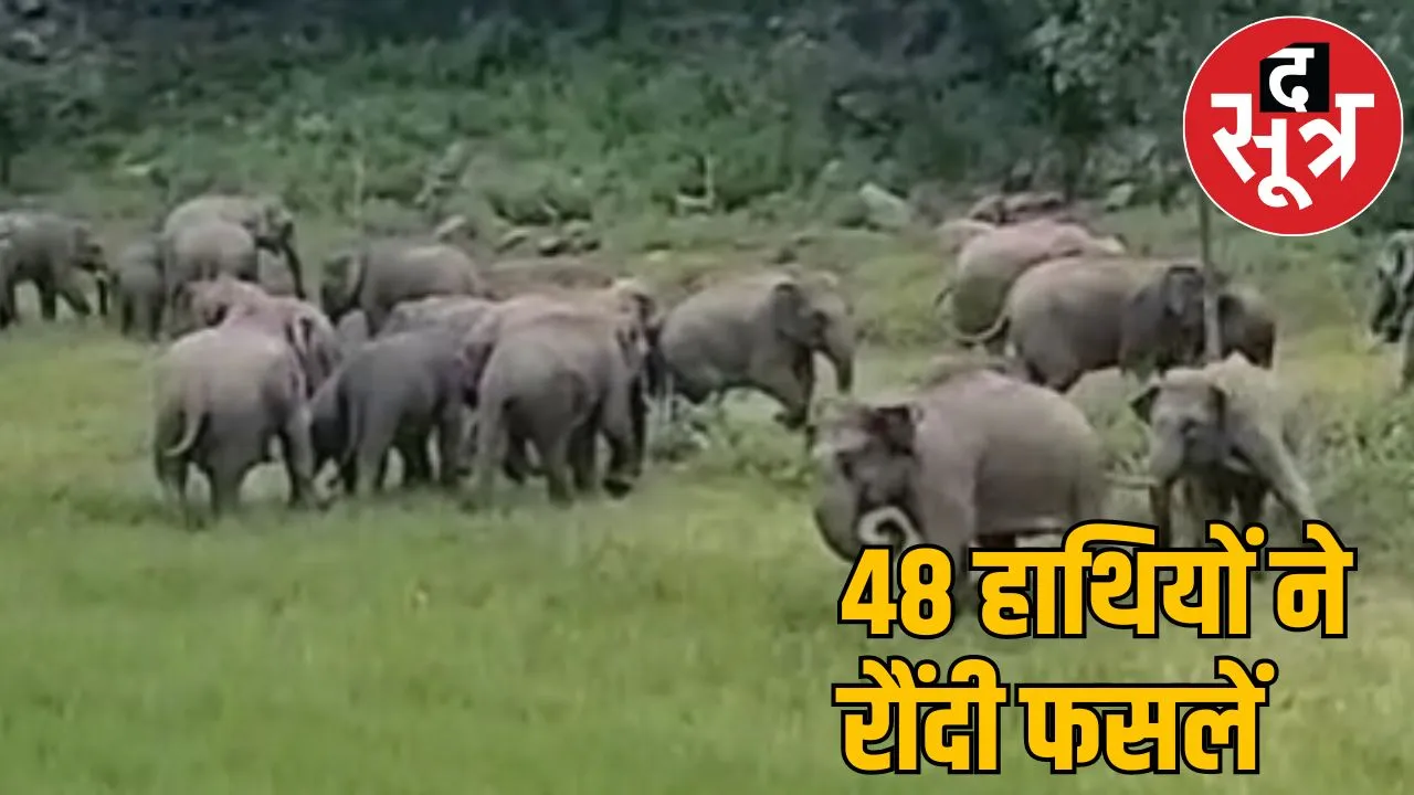 48 elephants created havoc in korba