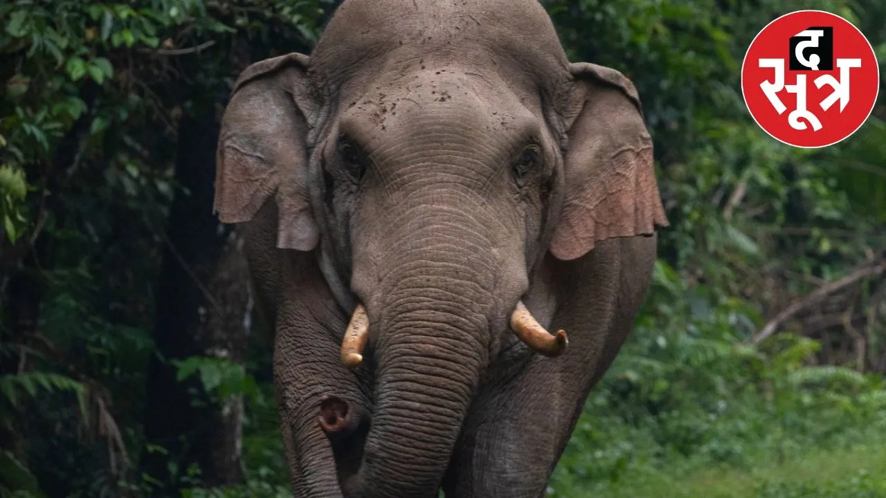 Elephant attacks kills Anganwadi worker in korba the sootr
