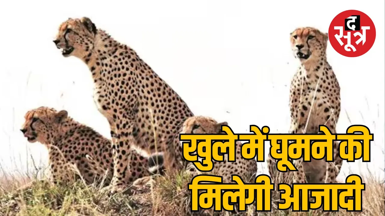 Kuno National Park Cheetah Project