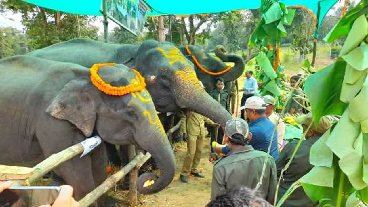 होशंगाबाद में हाथी महोत्सव: पिकनिक पर निकले हाथी, हफ्तेभर खाएंगे पसंदीदा खाना