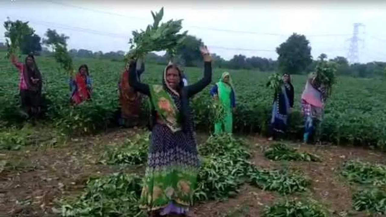 फसल बर्बाद: सवा तीन लाख हेक्टेयर में सोयाबीन की फसल बर्बाद महिलाओं ने किया प्रदर्शन