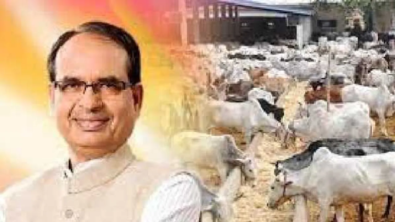 

गौ टैक्स: मध्यप्रदेश में ‘गौमाता’ सेस लगाने की तैयारी, मुख्यमंत्री शिवराज ने दिए संकेत