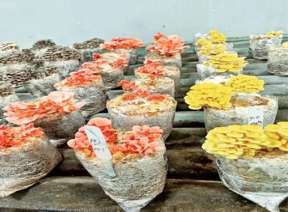 छत्तीसगढ़ में किसान उगा रहे कैंसर से लड़ने वाले रंगीन मशरूम, तमिलनाडु की युनिवर्सिटी ने की येलो और पिंक मशरूम पर रिसर्च, अन्य प्रदेशों में भी सप्लाई शुरू