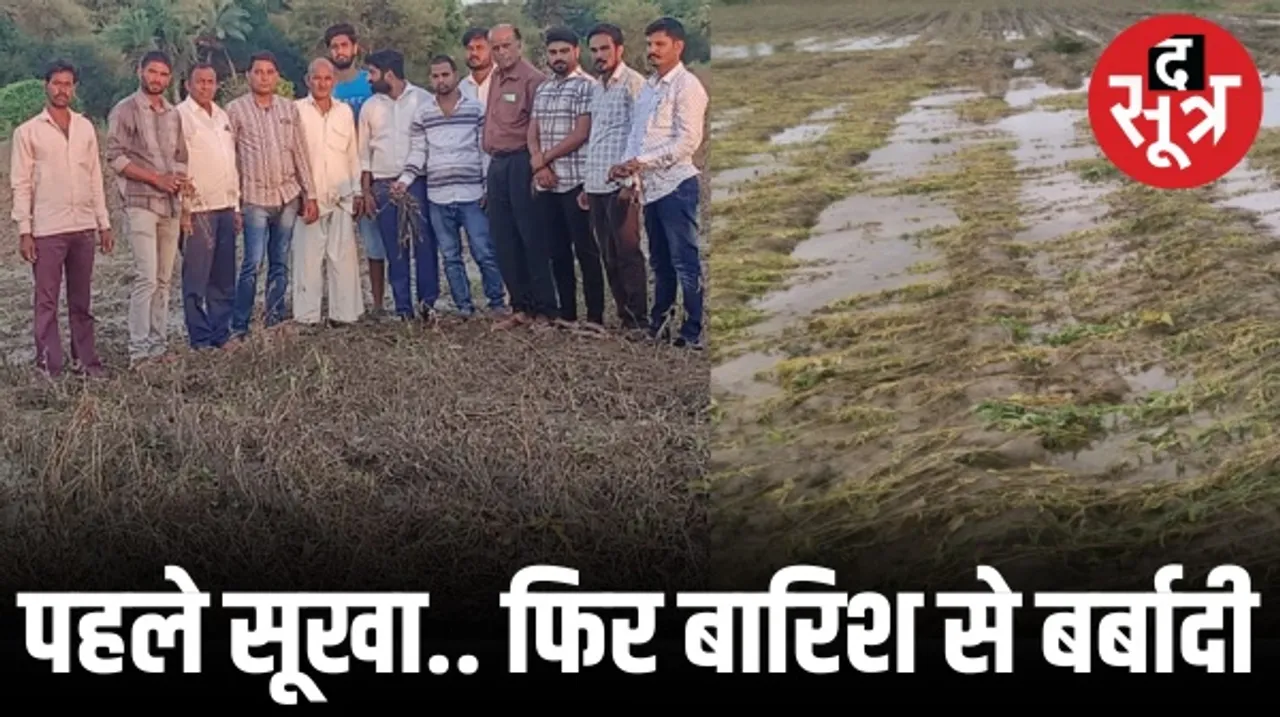 इंदौर में पहले सूखे और अब बारिश से एक चौथाई फसल बर्बाद, 150 गांवों के दौरे के बाद किसान संगठनों का दावा, बोले-सरकार चुनाव में बिजी