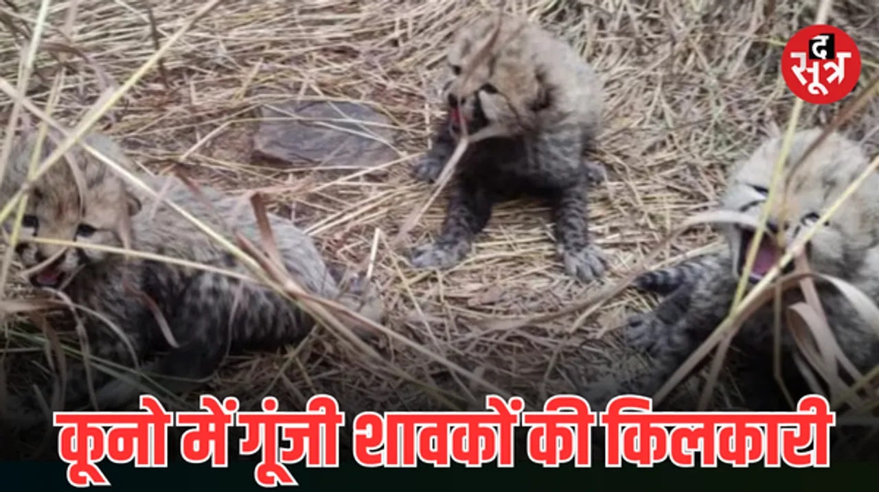 नए साल में कूनो नेशनल पार्क से आई खुशखबरी, चीता आशा ने 3 शावकों को दिया जन्म