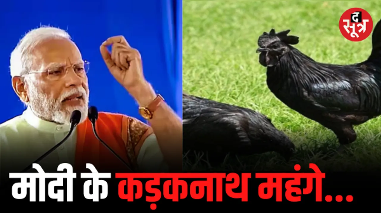 झाबुआ में पीएम मोदी ने किया कड़कनाथ मुर्गे का जिक्र, जानें आखिर चुनाव के समय में इस खास मुर्गे की क्यों बढ़ी मांग