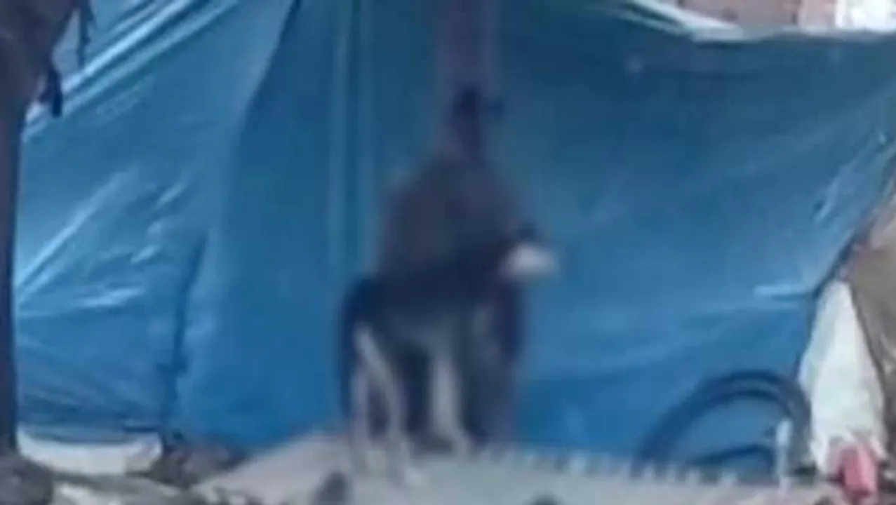 एक प्रेम ऐसा भी: मां ने डॉग को भगाने को बोला, बेटे ने कुत्ते को गोद में बैठाकर लगाई फांसी