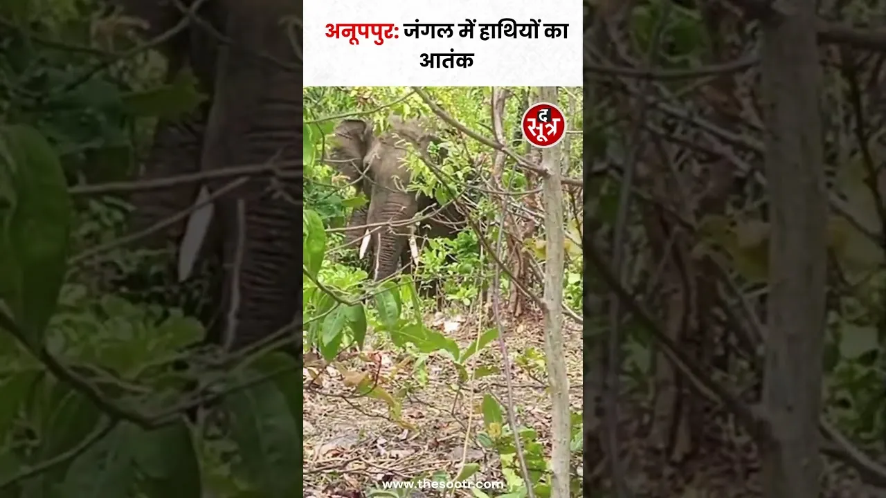 अनूपपुर के जंगल में हाथियों का आतं*क #shorts #viralvideo