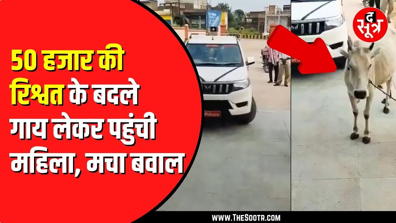 SDM कार्यालय के बाबू ने 50 हजार की मांगी रिश्वत ! गाय लेकर पहुंची महिला | MP NEWS