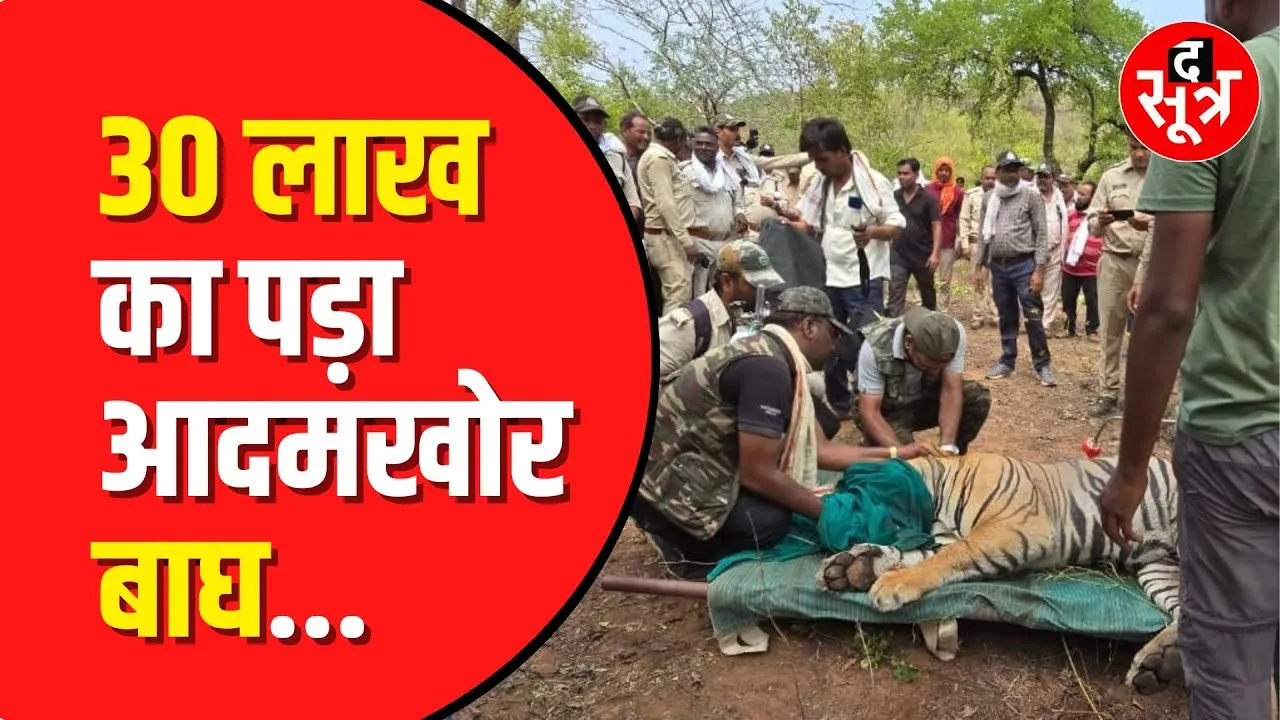 Raisen में पकड़ाया आदमखोर बाघ | 30 लाख सरकार ने खर्चे