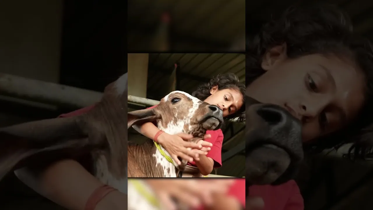 MP में गौ संरक्षण एवं संवर्धन | cow shelters पर प्रति गाय की राशि 20 रुपए से बढ़ाकर 40 रुपए की गई