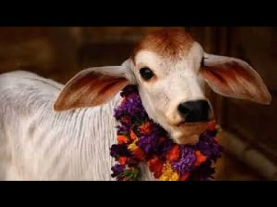 गौ सेवा : मध्यप्रदेश सरकार गौ-संरक्षण और पशुपालन को मजबूती देने के लिए चला रही कई योजनाएं