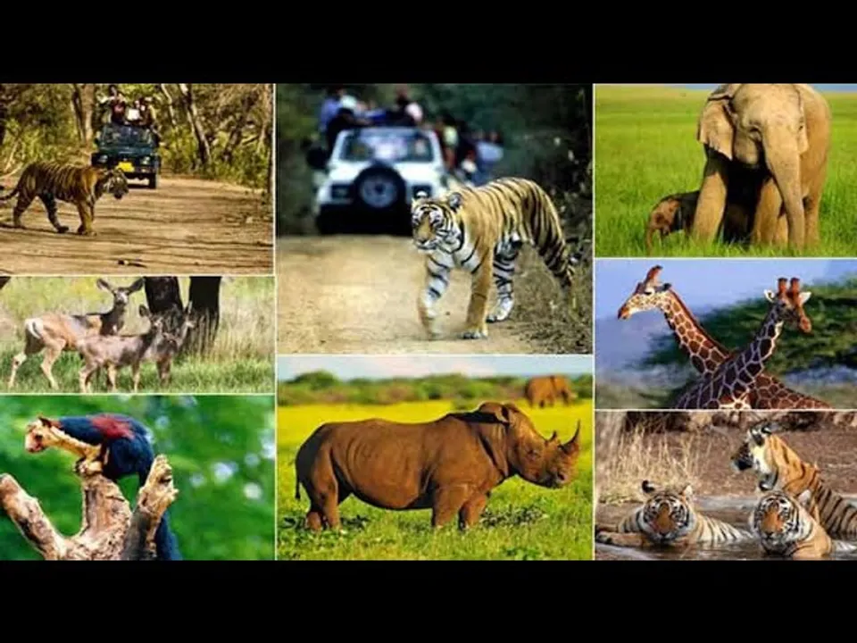 वन संपदा : वन्यजीव संरक्षण के क्षेत्र में लगातार नए आयाम स्थापित कर रहा मध्यप्रदेश