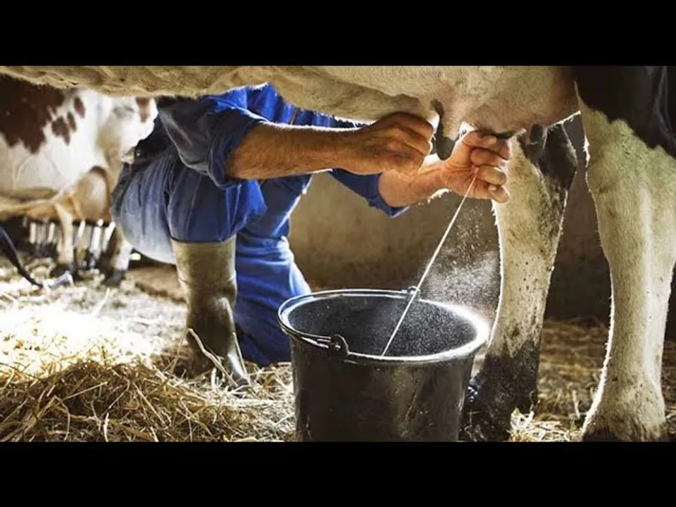 दुग्ध क्रांति : दुग्ध उत्पादन को नई ऊंचाइयों तक ले जा रही मध्यप्रदेश सरकार