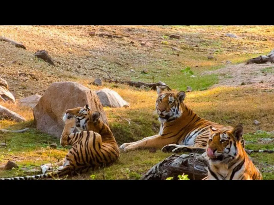 वन्यजीवन और पर्यटन : मध्यप्रदेश में वन्यजीवन की समृद्धि और पर्यटन का अनोखा अनुभव