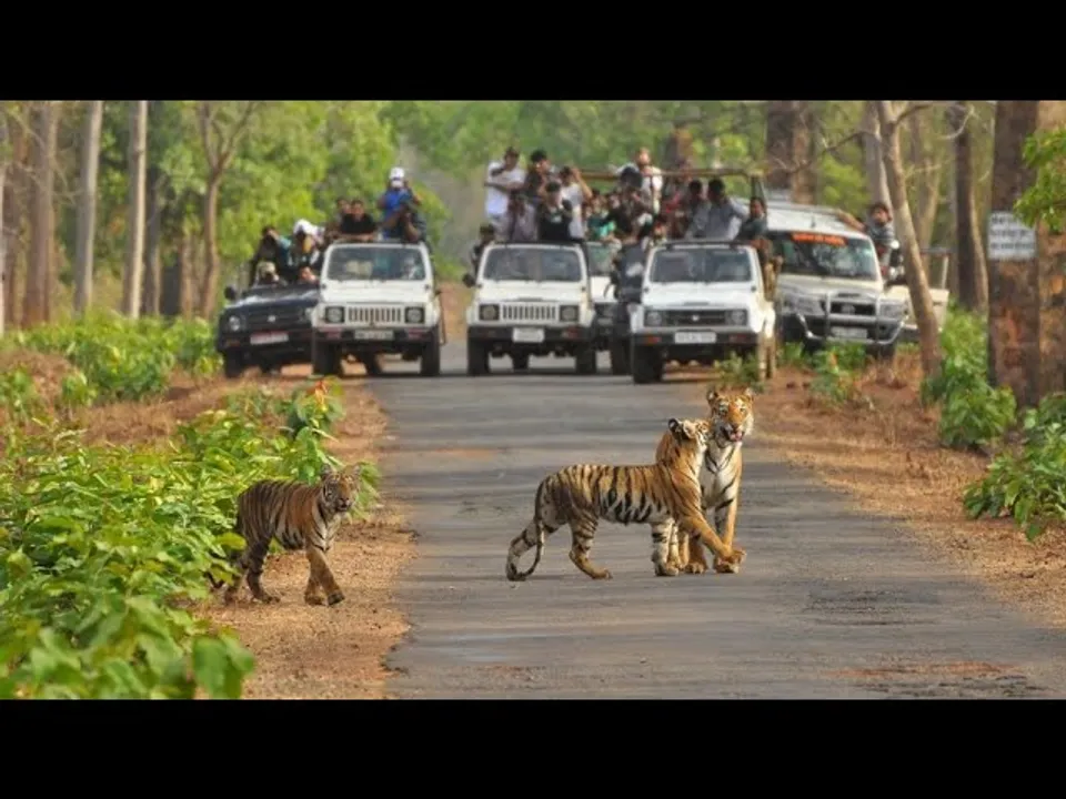 Tourism : मध्यप्रदेश वन्यजीव संरक्षण में अग्रणी