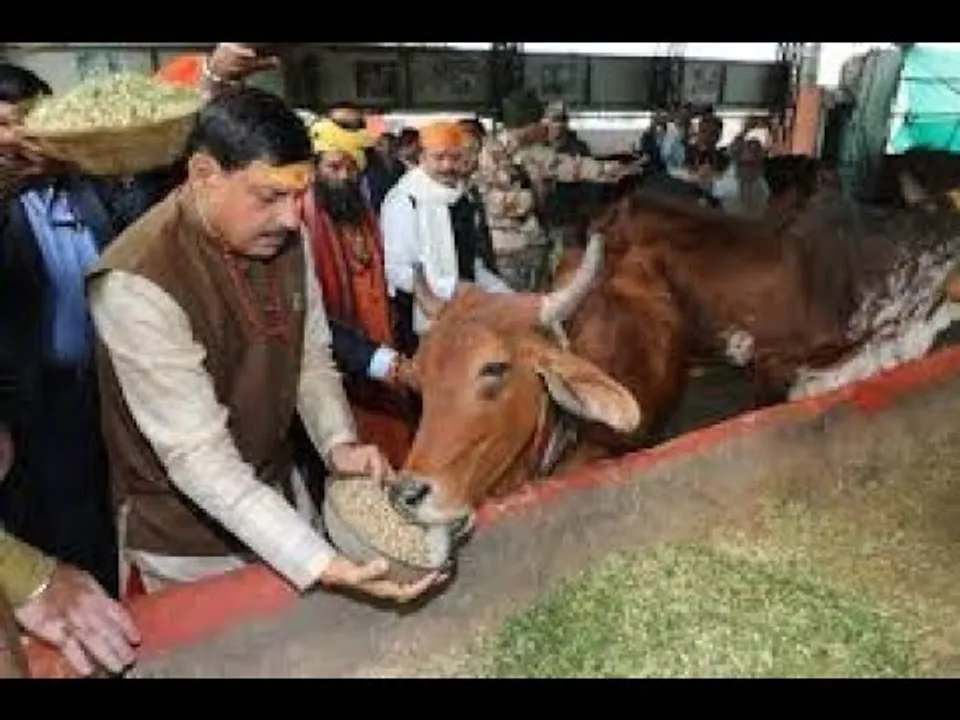 गो संरक्षण की मिसाल : मध्यप्रदेश में गौ वंश रक्षा वर्ष मनाएगी मोहन सरकार