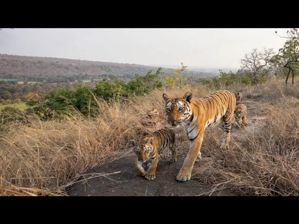 वन्यजीवन और पर्यटन: रातापानी सेंचुरी टाइगर रिजर्व क्षेत्र घोषित, पर्यटन में होगा इजाफा