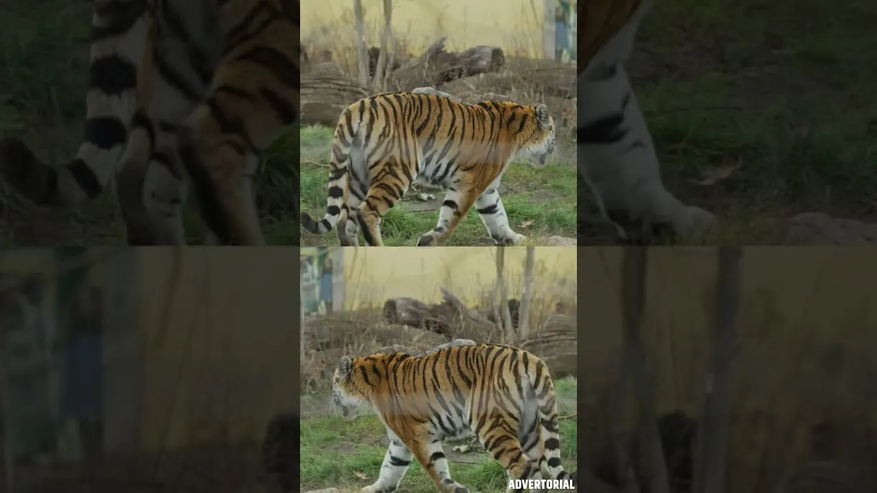 वन संपदा: मानव और वन्य जीवों के बीच संघर्ष को रोकने उठाए बड़े कदम