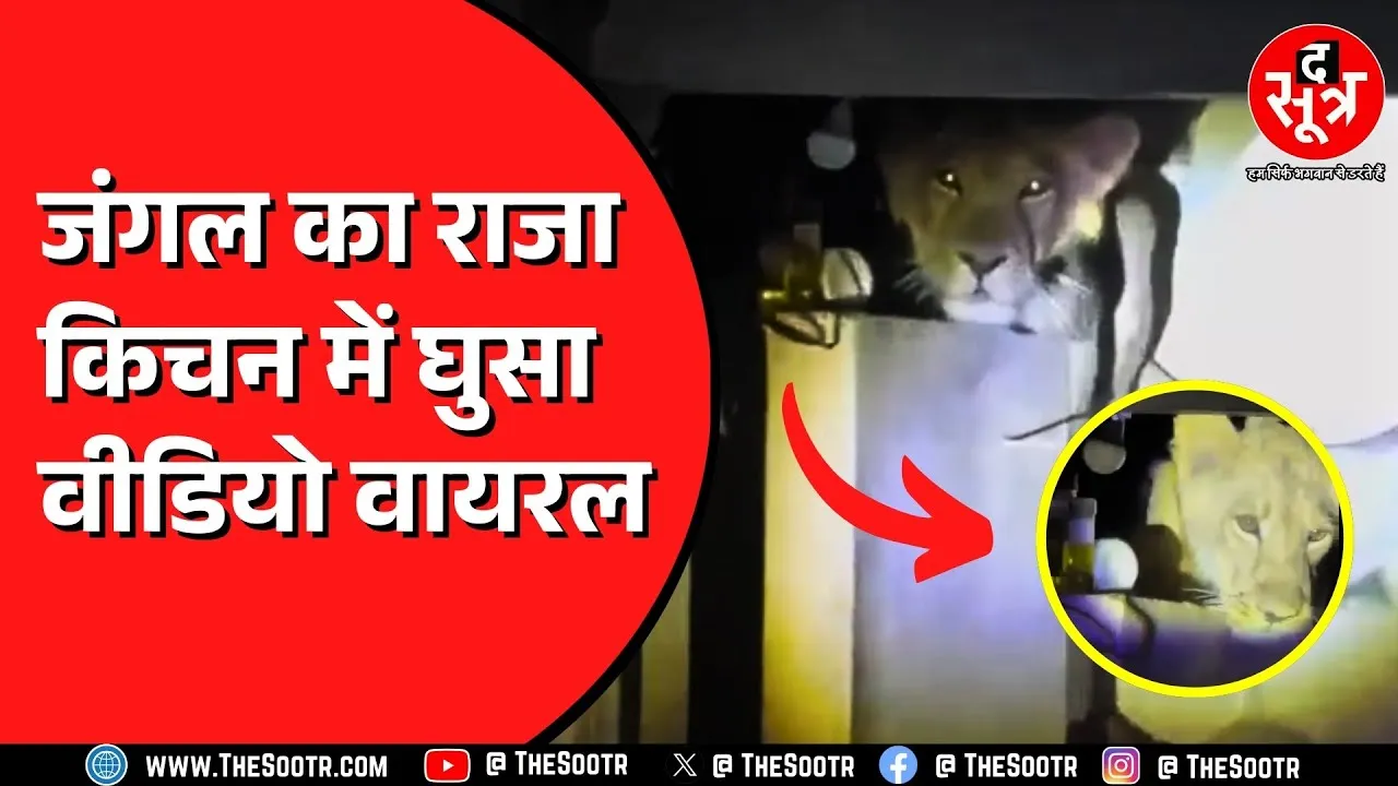 अमरेली में जंगल से भटककर घर में घुसा शेर, किचन में आराम से बैठा, सोशल मीडिया पर वायरल वीडियो