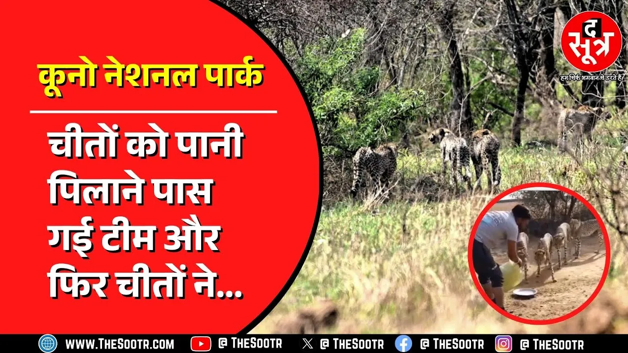 Kuno National Park | ज्वाला फैमिली का वीडियो वायरल | शिकार के बाद फरमा रहें थे आराम