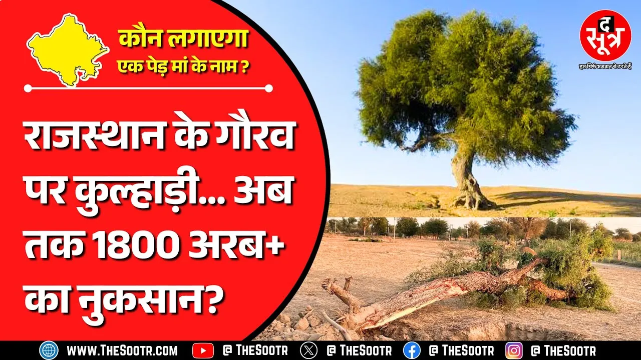 Rajasthan News| राजस्थान के गौरव 'खेजड़ी' पर कौन चला रहा कुल्हाड़ी? अब तक 1800 करोड़+ का नुकसान ?