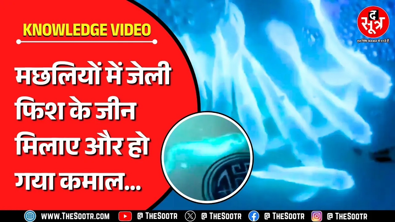 Knowledge Video | वैज्ञानिकों ने किया कुछ ऐसा कि UV Rays पढ़ते ही चमकने लगीं मछलियां