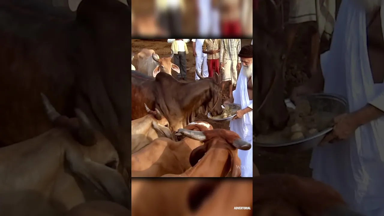 गौ संरक्षण: मवेशियों के टीकाकरण में पूरे देश में अव्वल है एमपी
