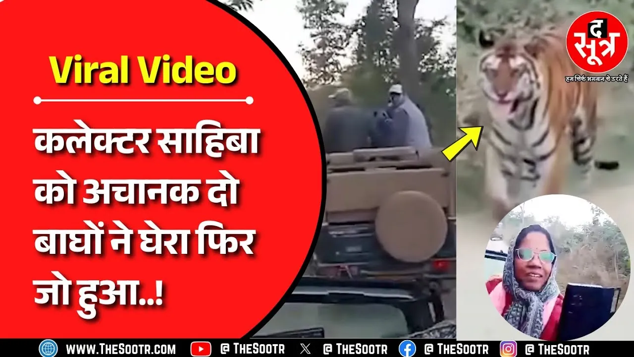 viral video | पन्ना टाइगर रिजर्व में दो बाघों के बीच फंसा प्रशासनिक अमला वीडियो हुआ वायरल ! MP NEWS