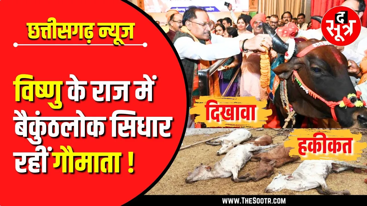 CG News | दो साल में ढाई करोड़ खर्च, फिर भी मर गईं 3500 से ज्यादा गौमाता