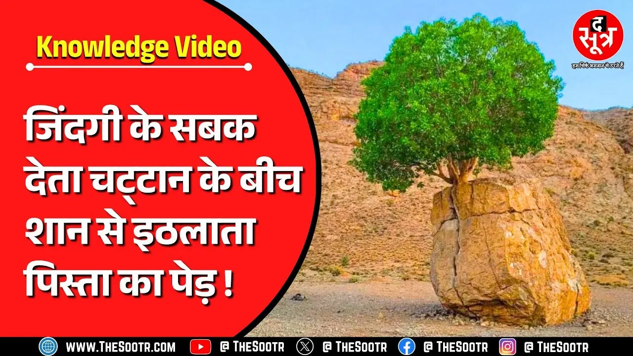 Knowledge Video | कभी देखा है ऐसा पेड़, बंजर जमीन पर इठलाती जिंदगी का जीताजागता सबूत
