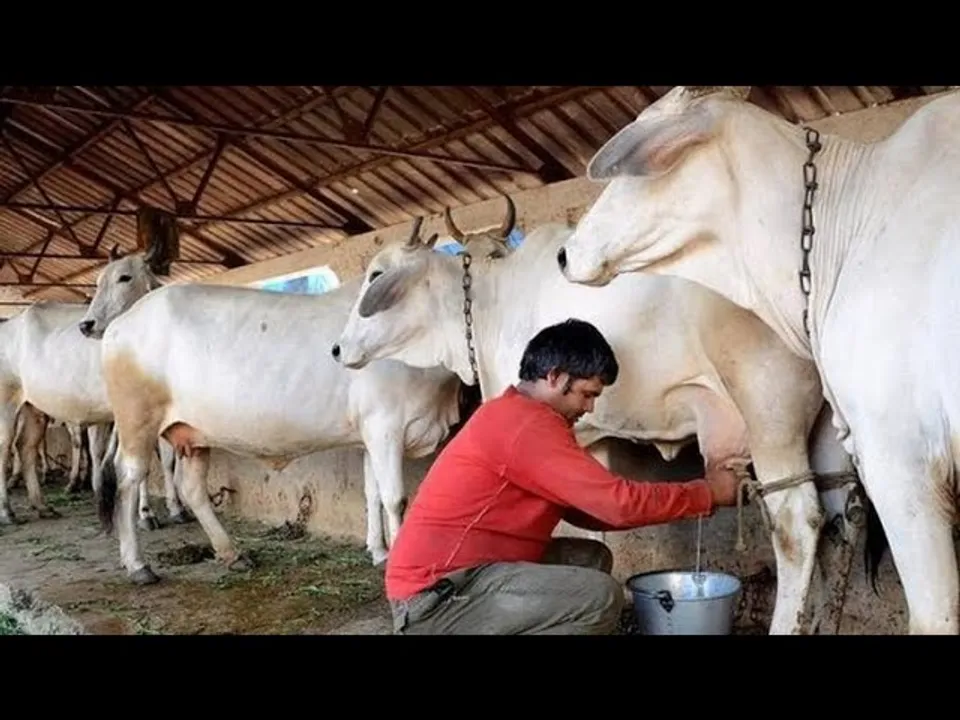 पशुपालन : पशुपालकों के लिए कई प्रावधान कर रही मोहन सरकार