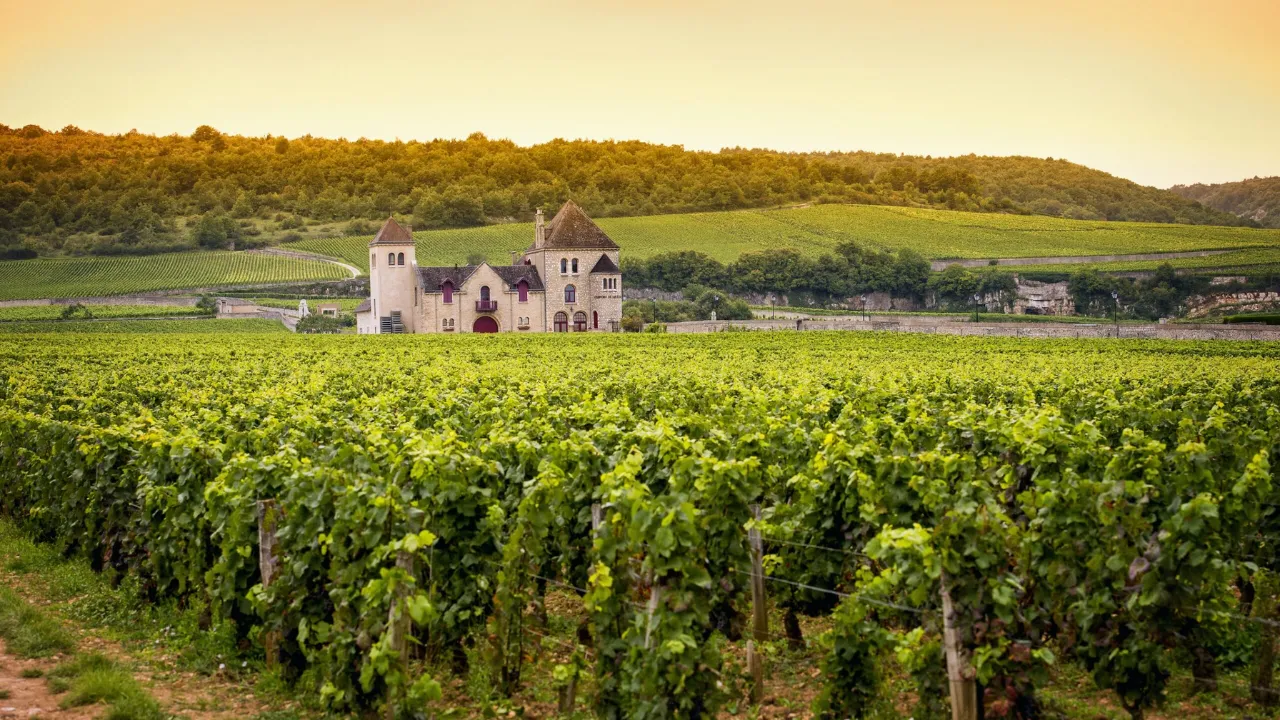 french vineyards