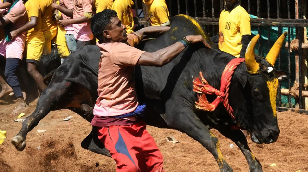 bull
