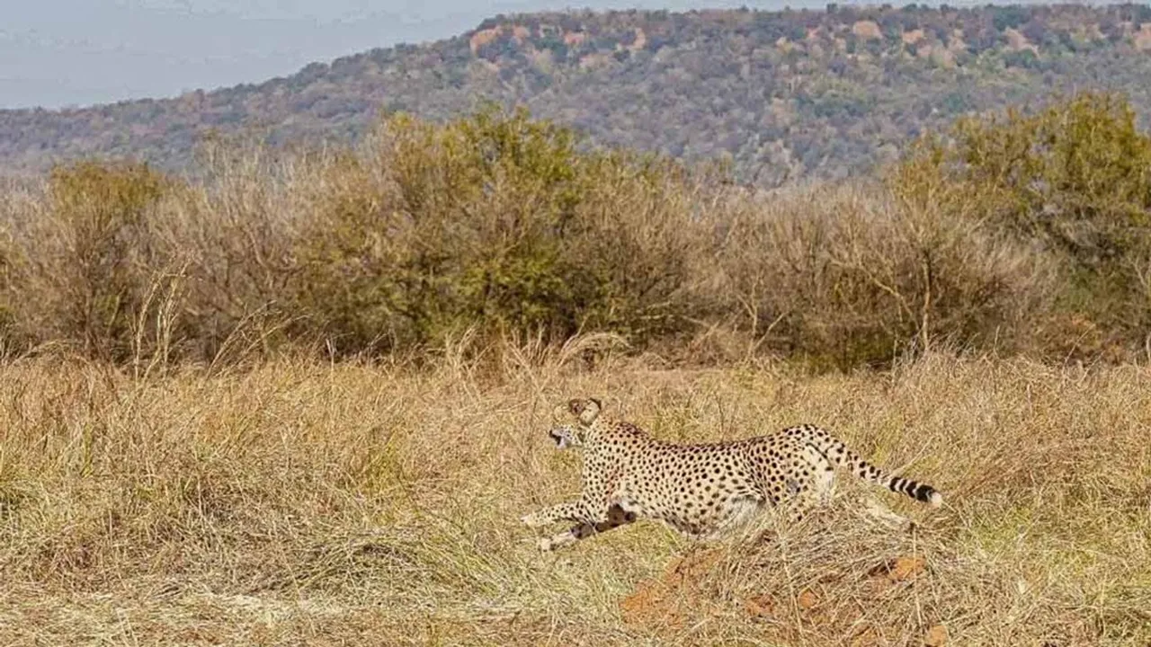  कूनो में आज खुले जंगल में छोड़े जाएंगे 3 चीते: अंतर्राष्ट्रीय चीता दिवस पर मध्यप्रदेश ने मनाई बड़ी उपलब्धि, कुल संख्या हुई 32