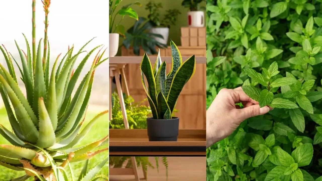  सांसों को बनाए शुद्ध! घर में रखें ये 15 ताकतवर पौधे और पाएं 10 बड़े हेल्थ फायदे
