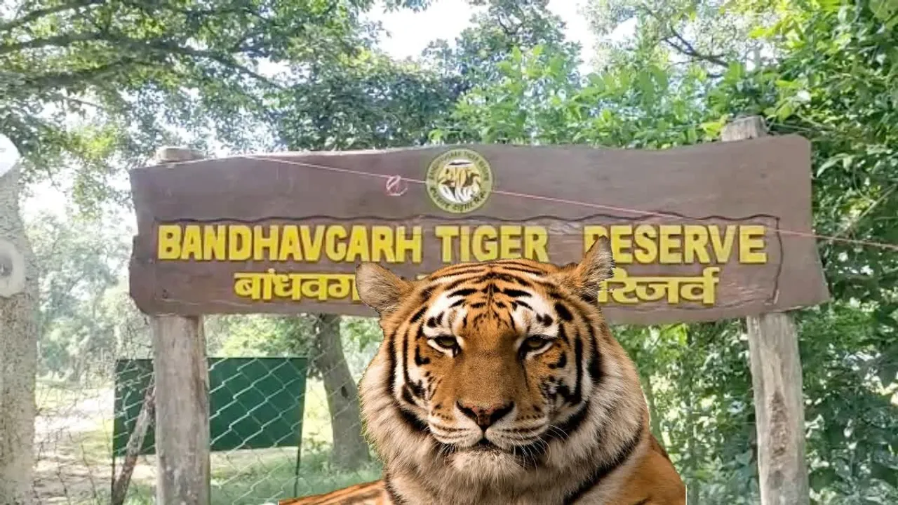   बांधवगढ़ टाइगर रिजर्व में 17 दिसंबर से 23 दिसंबर तक पूरे 7 दिनों के लिए फ्री टाइगर सफारी दी जा रही है।  
Photograph: (google) 
