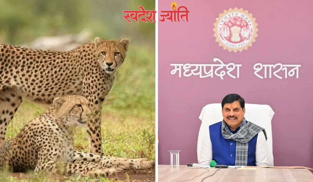 project cheetah 3 year