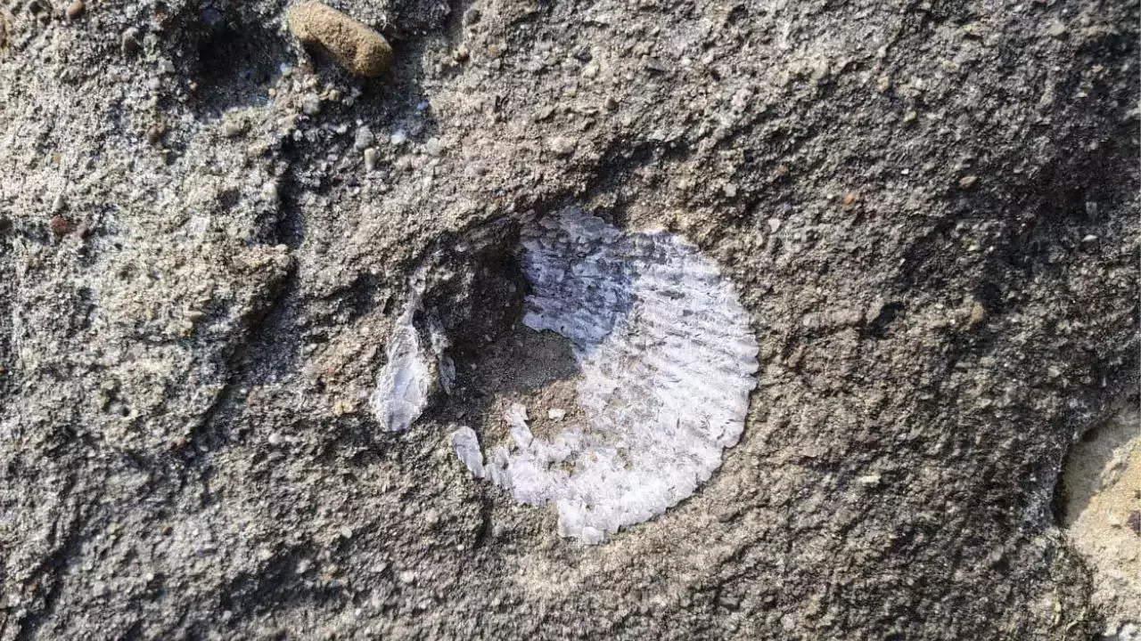  **chhattisgarh-hasdeo-river-28-crore-years-old-marine-fossil-discovery** 