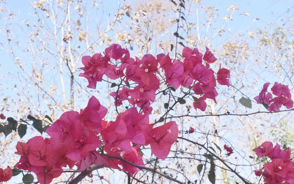  मध्यप्रदेश में मौसम अपडेट: तापमान में बढ़ोतरी, 18 फरवरी से फिर गिरेगा पारा 