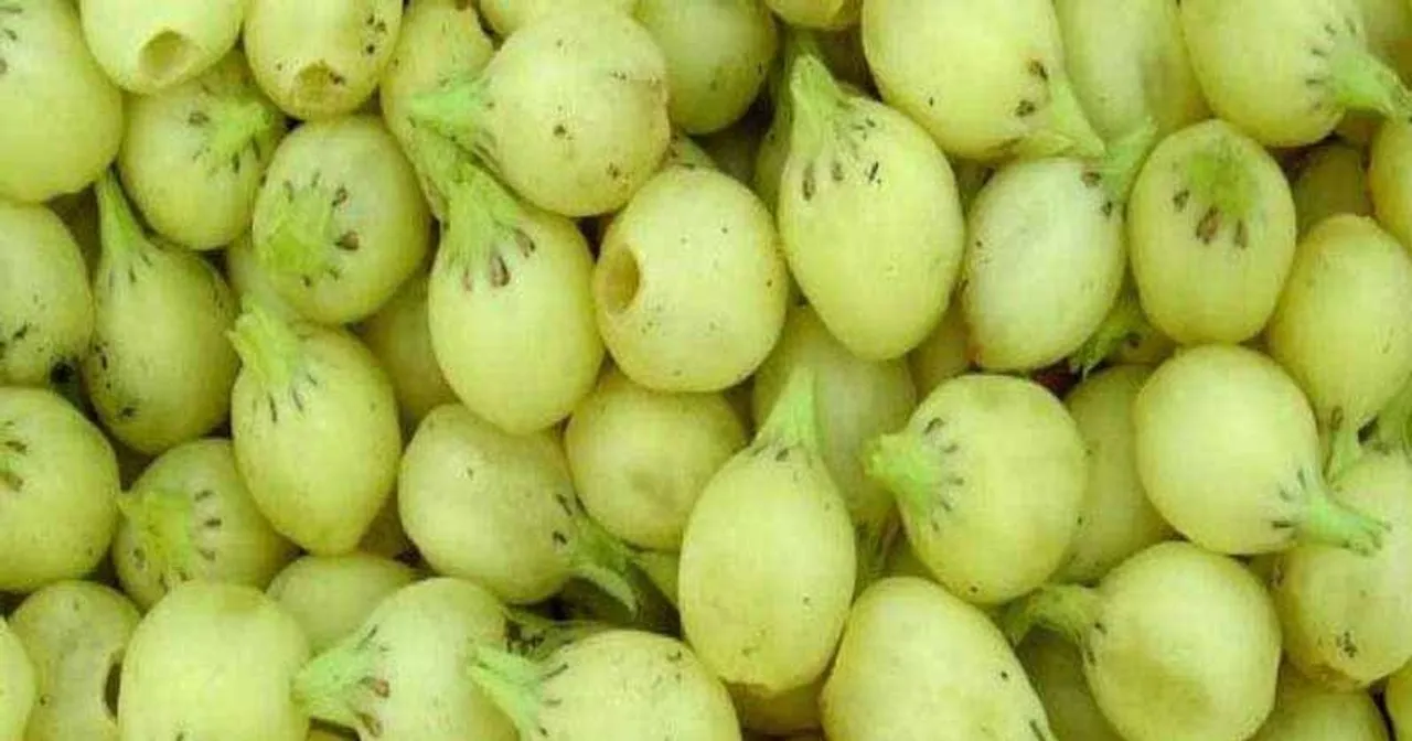  छत्तीसगढ़ के बिलासपुर में महुआ की शराब पीने से सात की मौत 