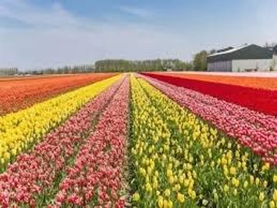  asia-largest-tulip-garden-opening-26-march-srinagar 