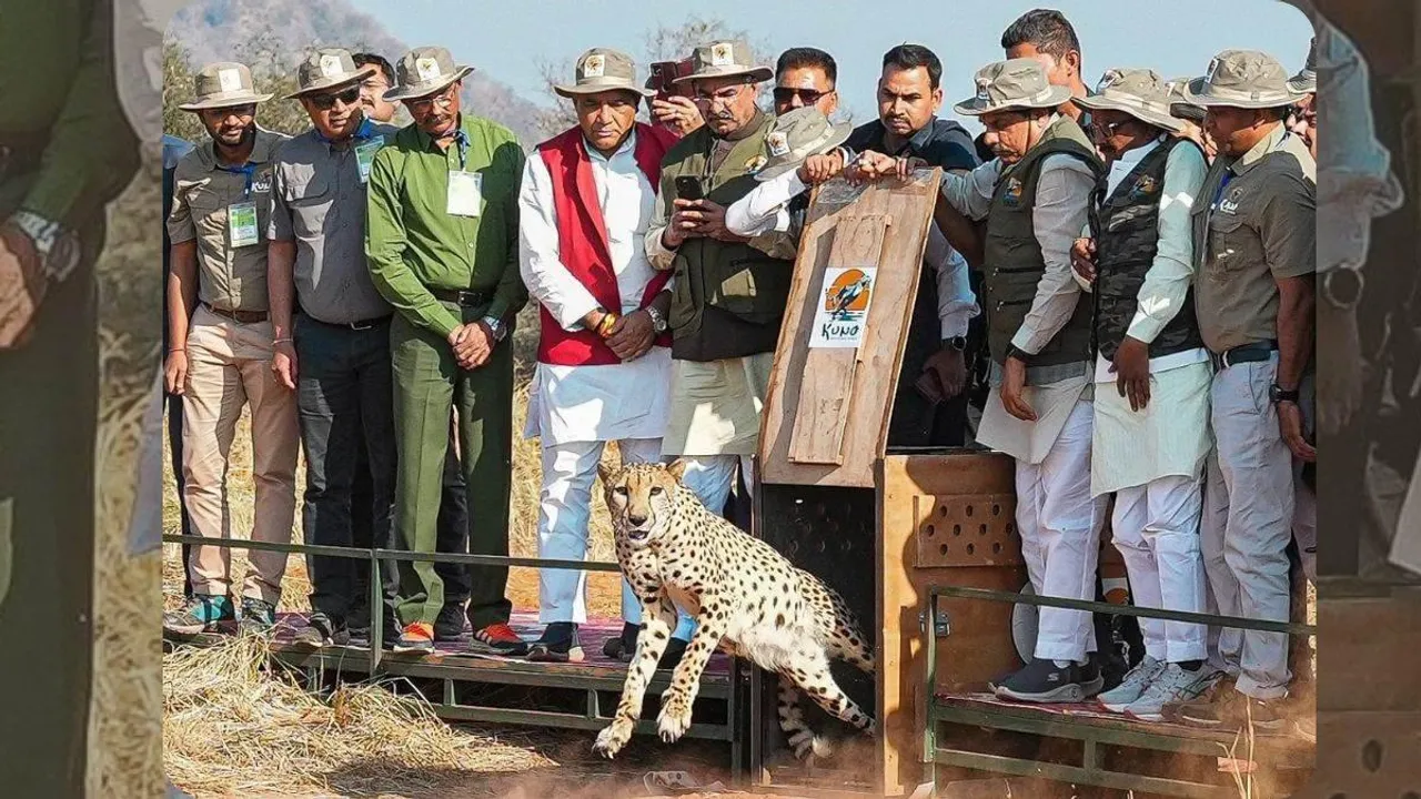  cm-yadav-release-cheetahs-gandhi-sagar-sanctuary 