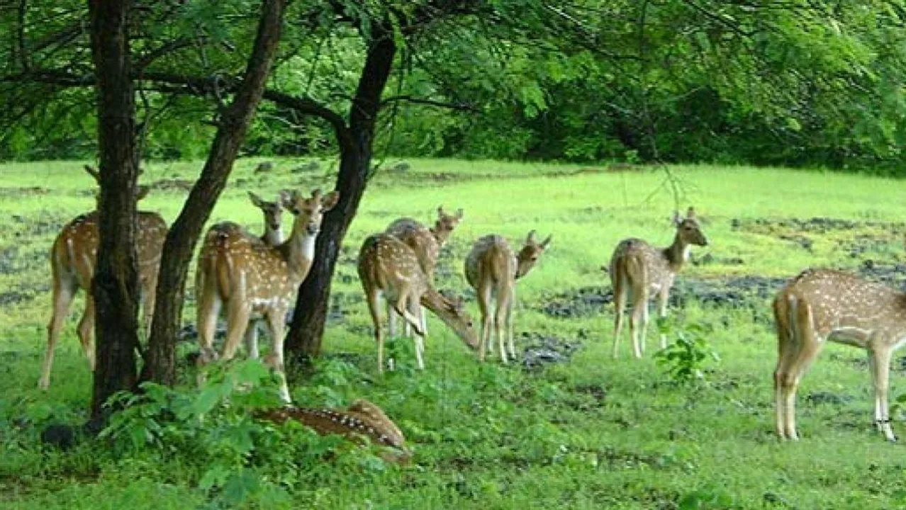  mp-new-ambedkar-wildlife-sanctuary-in-sagar-by-cm-yadav 