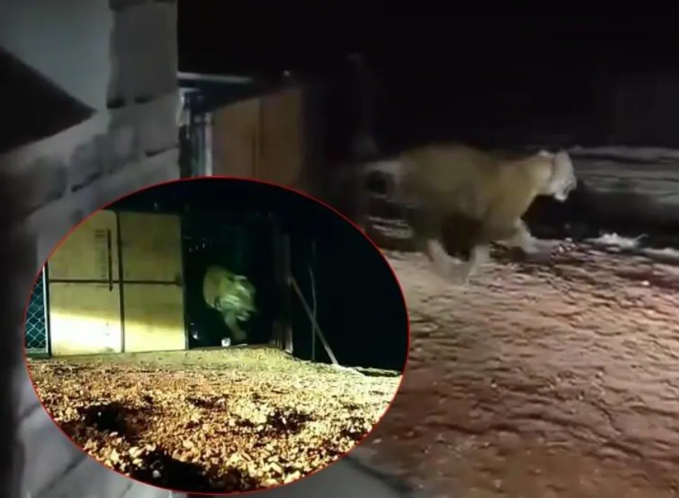   bandhavgarh-tiger-shifted-to-madhav-tiger-reserve 